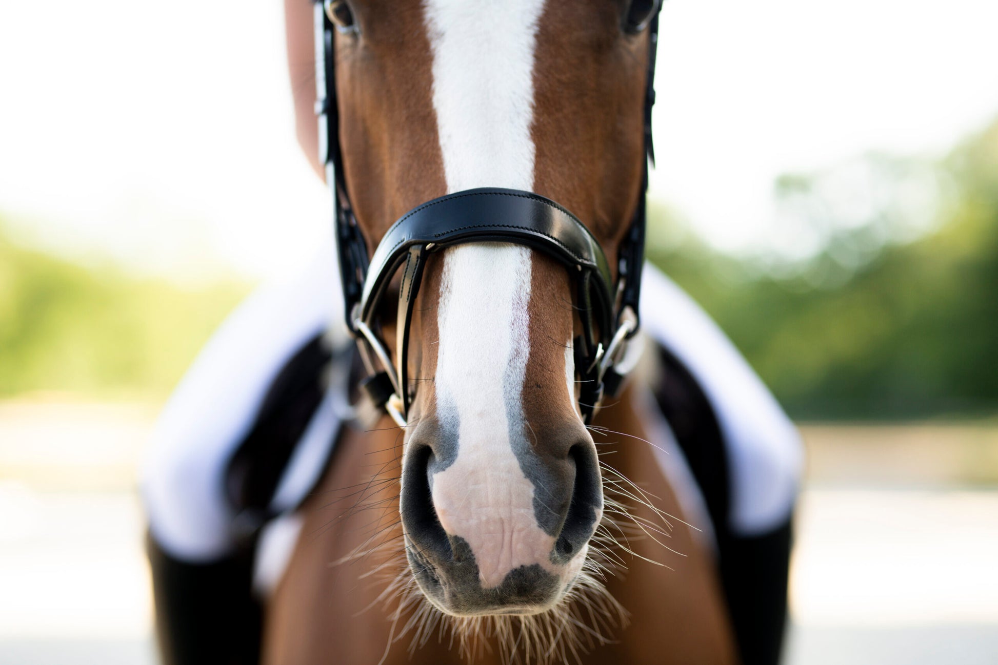 Sb-034 Saddlery Goods Ergonomic Horse Dressage Bridle Black Color with 3/4″ Dressage Reins