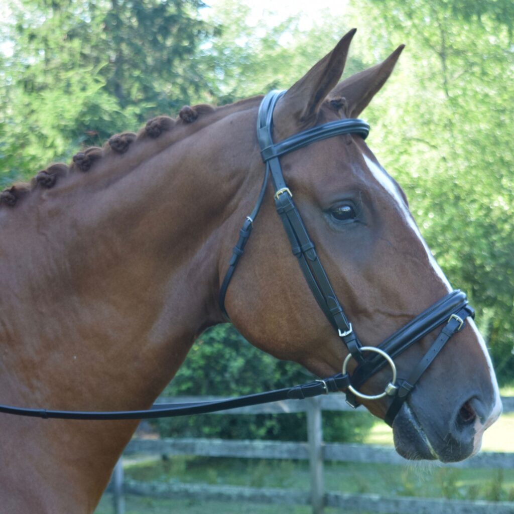 Sb-037 Saddlery Goods Dressage Horse Bridle Perfect for the rider