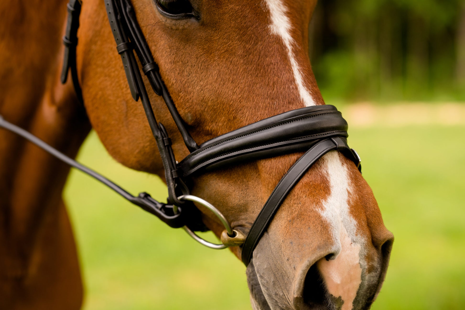 Sb-027 Saddlery Goods Anatomic Crownpiece comfort rolled Horse Bridle