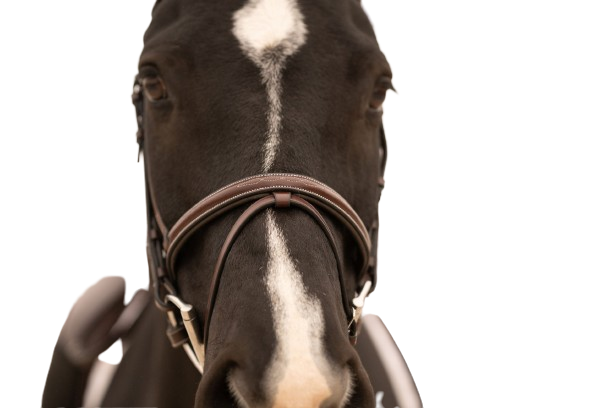 Sb-53 Saddlery Goods Classic Look Hunter Bridle Fancy Stitched Noseband Complete with 5/8” Fancy Stitched Round Raised Laced Reins