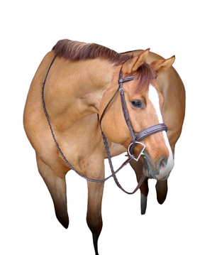 Sb-54 Saddlery Goods Premium Quality Extra Soft Horse Jumper Styles New Collection Bridle