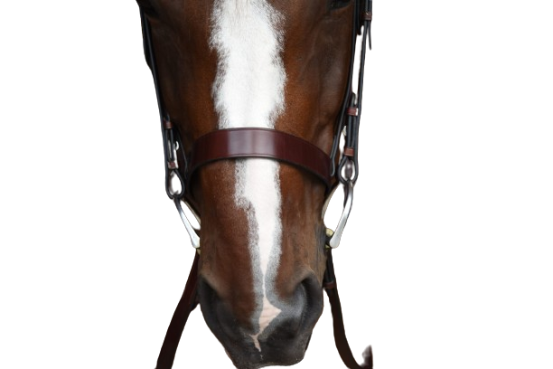 Sb-56 Saddlery Goods Economy Version Horse Hunter Bridle with Laced Reins