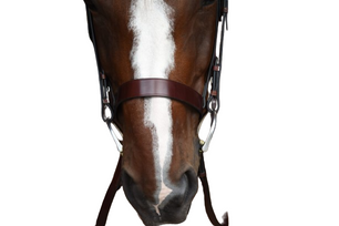 Sb-56 Saddlery Goods Economy Version Horse Hunter Bridle with Laced Reins