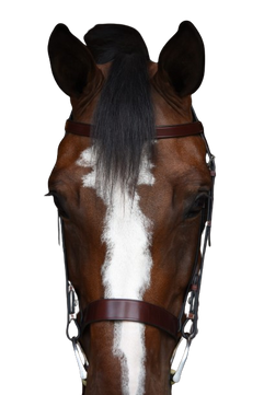 Sb-56 Saddlery Goods Economy Version Horse Hunter Bridle with Laced Reins